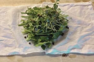 Fresh thyme sprigs, parsley stems, bay leaf, black peppercorns, and cloves in a piece of cheesecloth.