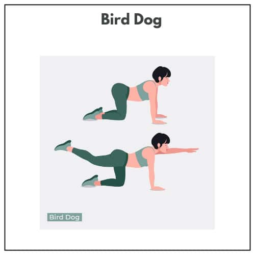 An illustration of a woman demonstrating the bird dog exercise in two stages.